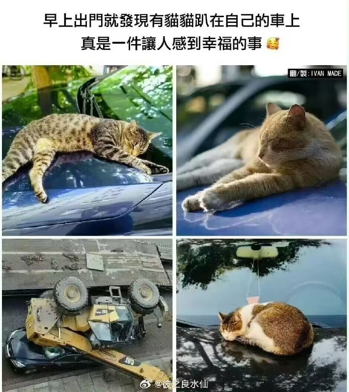 from 每日无数猫
