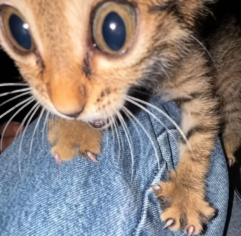 ！？猫猫？！via StarField Xu​