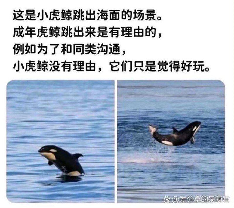 via 犯罪嫌疑人张某