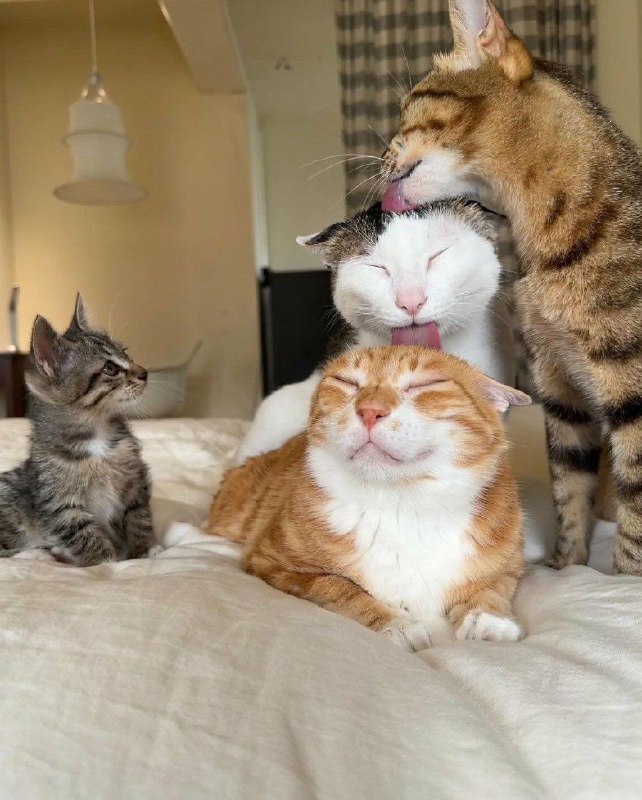 不舔狗就舔猫！from 猫猫窝🐱
