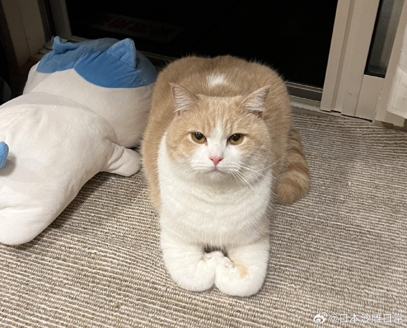 这是什么新姿势！？这是什么新姿势！？