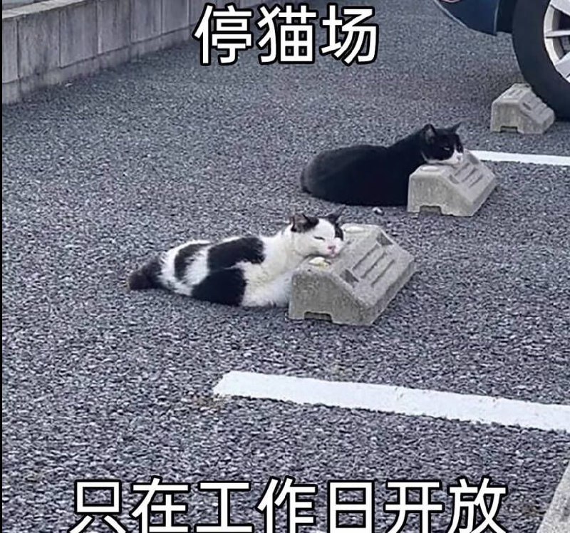 from 猫猫窝🐱from 猫猫窝🐱
