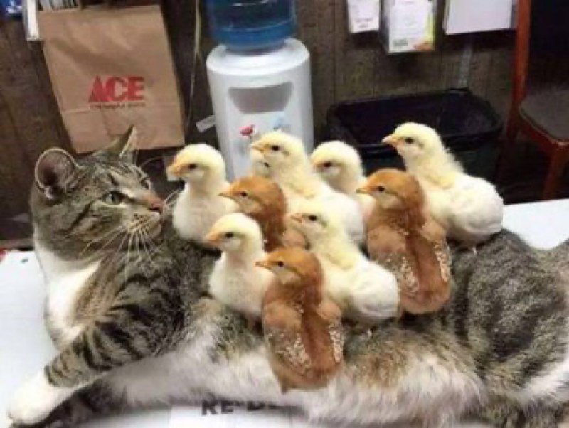 😺