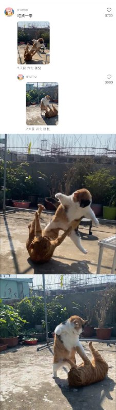 #猫猫头 大战 一触即发！👊#猫猫头 大战 一触即发！👊