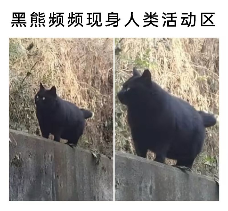 via 8号沙雕网友