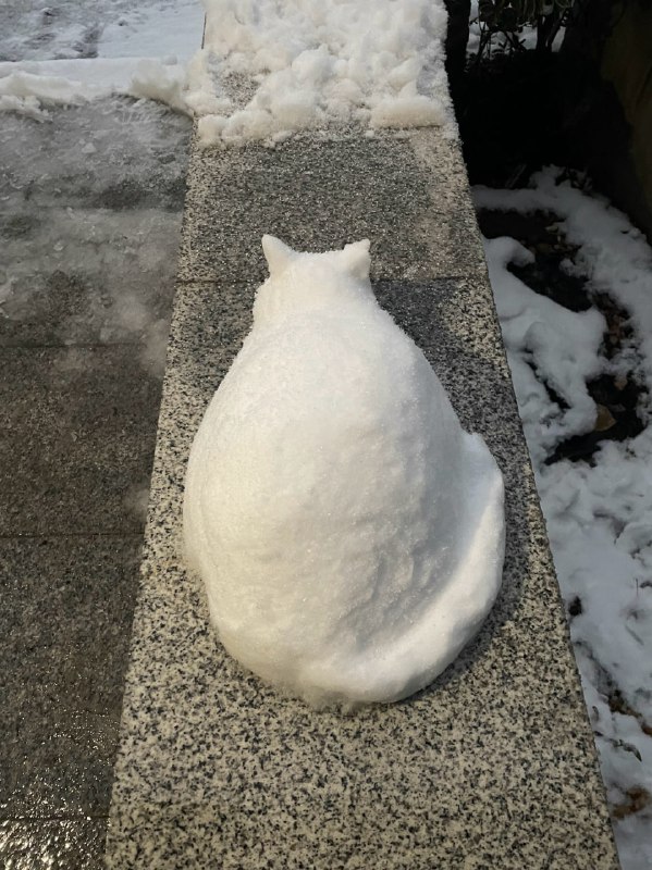 #猫猫 ⛄️from 平壤卫视#猫猫 ⛄️from 平壤卫视