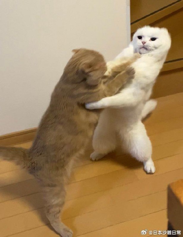 打架打到变形的猫打架打到变形的猫