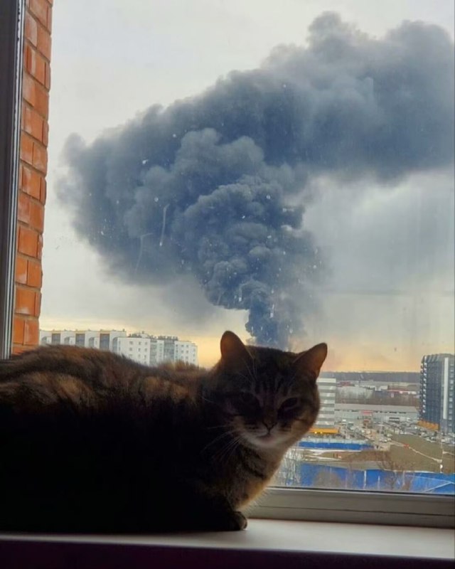 猫脑过载.pngfrom rvalue的生草日常