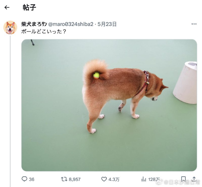 阿柴