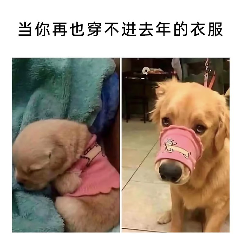via 8号沙雕网友