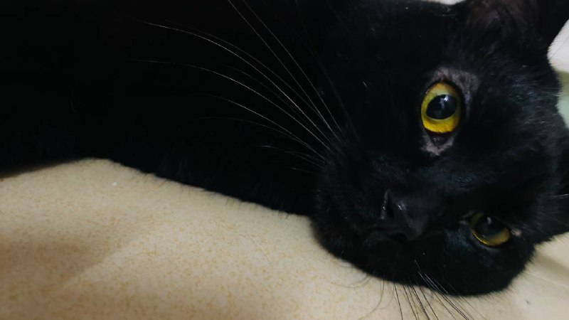 忧郁猫猫via カロス イ忧郁猫猫via カロス イ
