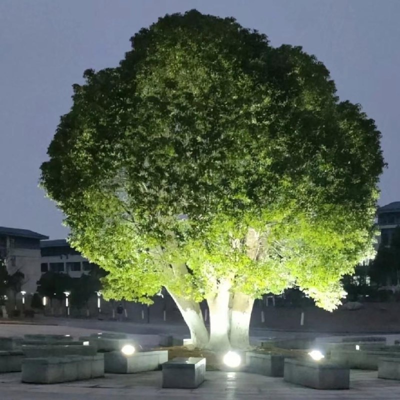 好大一朵西兰花via Bingxin Baka