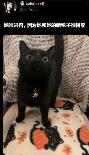 猫猫meme整合from 猫猫窝🐈🐈‍⬛️猫猫meme整合from 猫猫窝🐈🐈‍⬛️