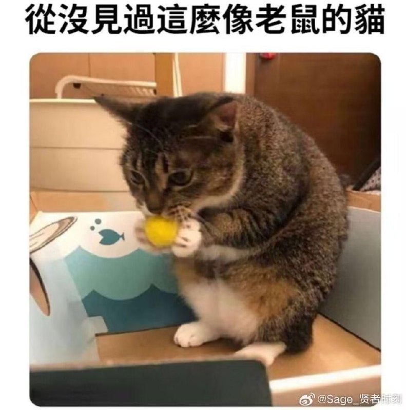 from 猫猫窝🐈🐈‍⬛️