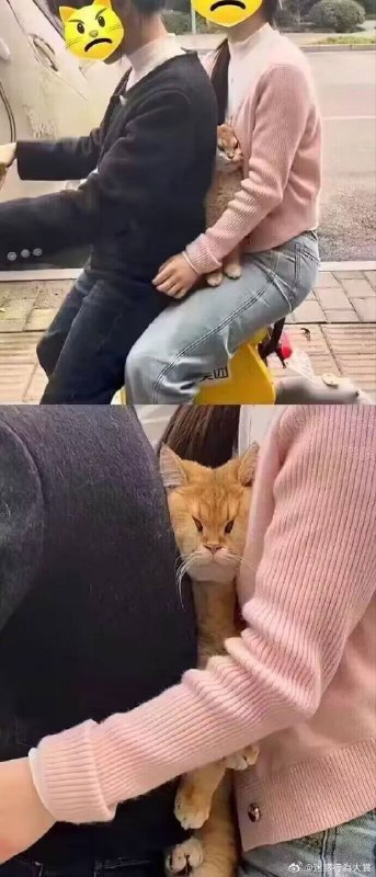 from 我发明了抗寒蚊子