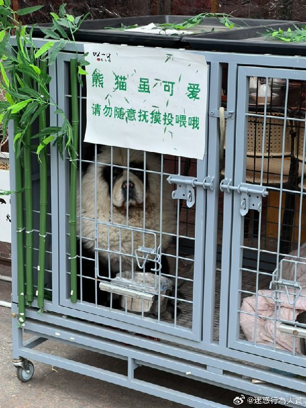 《熊猫》🤣《熊猫》🤣