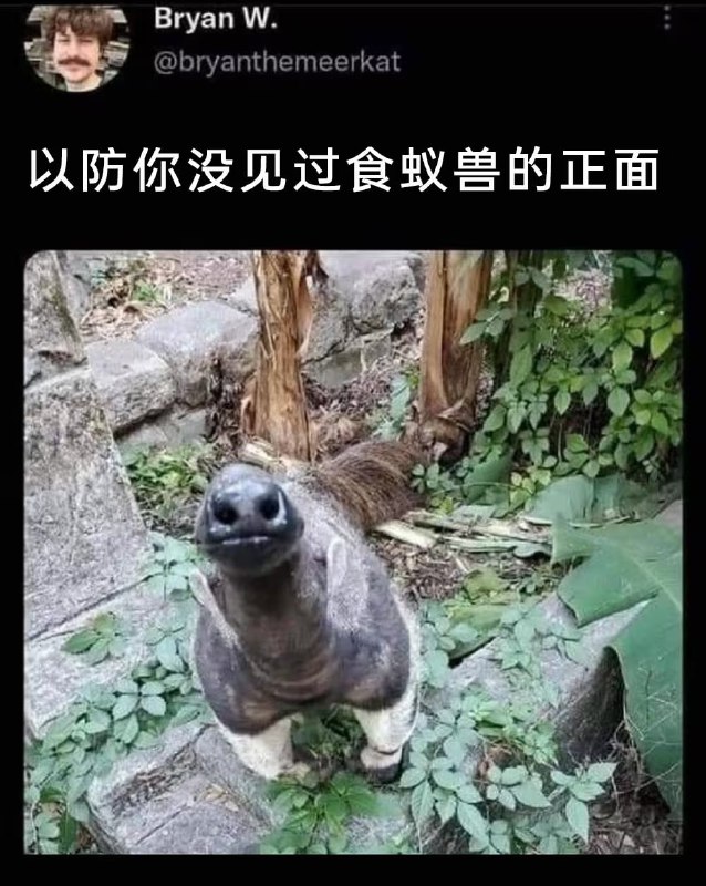 via 7号沙雕网友