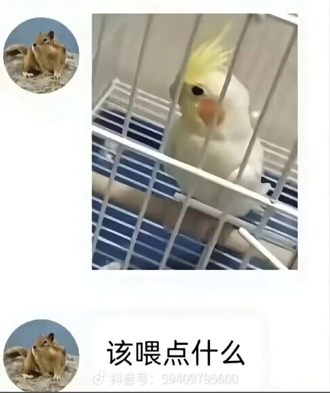 鸟