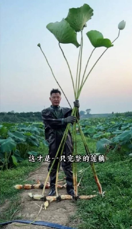 以防你没见过完整莲藕via 7号沙雕网友