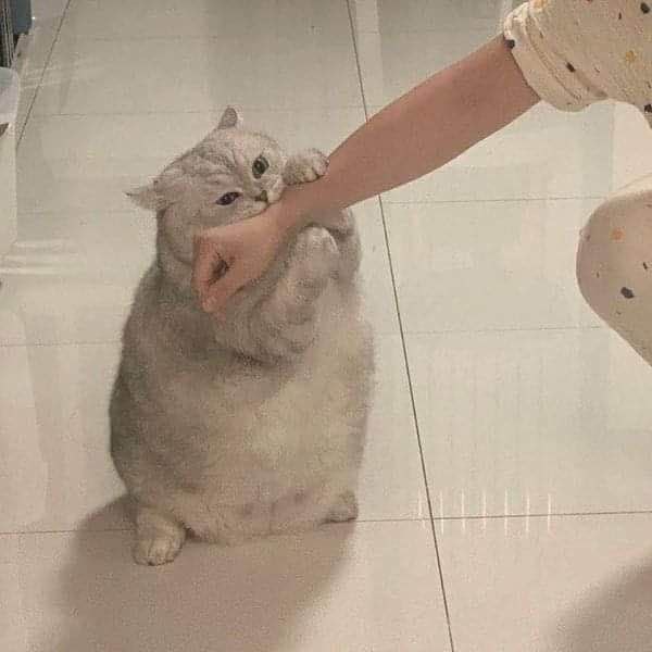 from 猫猫窝🐈🐈‍⬛from 猫猫窝🐈🐈‍⬛