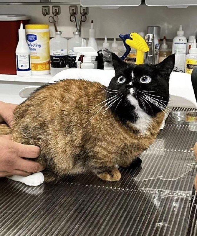 拼好喵from Lei De
