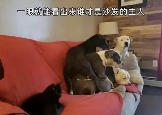 via 6号沙雕网友