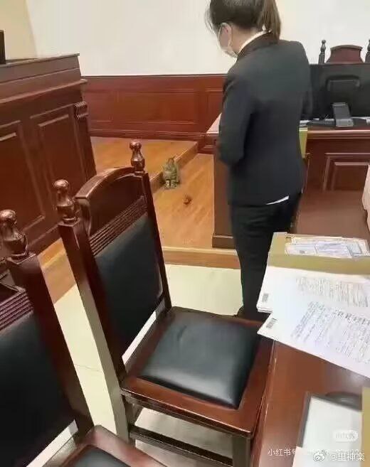 法庭现场验猫以确保公正审判 ​​​Fromfrom Garyの梦呓法庭现场验猫以确保公正审判 ​​​Fromfrom Garyの梦呓