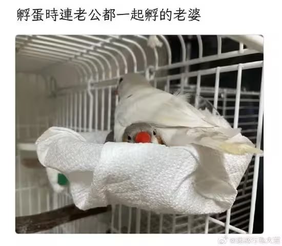 via 6号沙雕网友