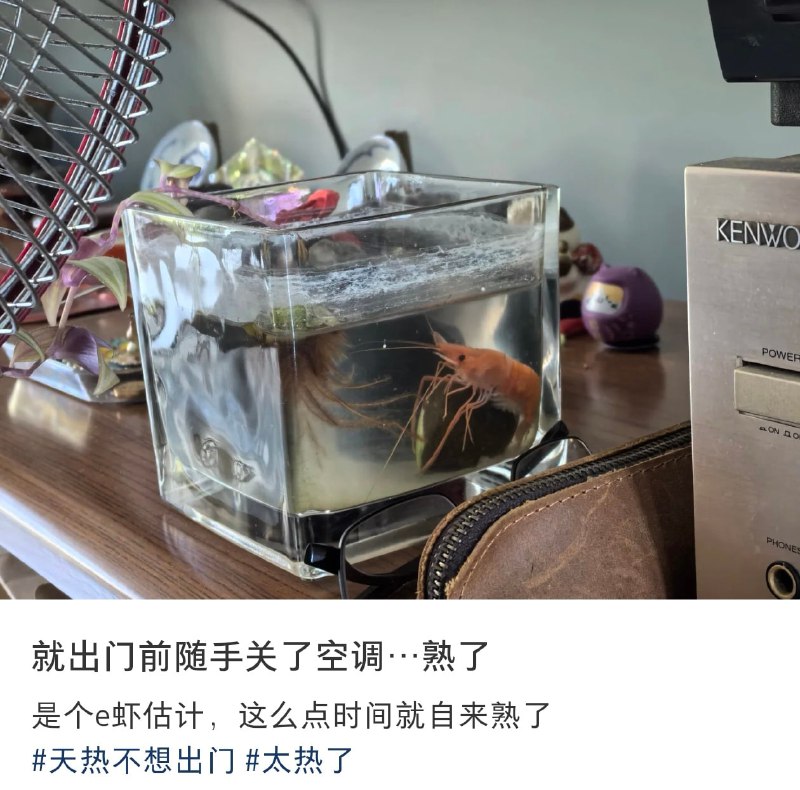 👀from 平壤卫视