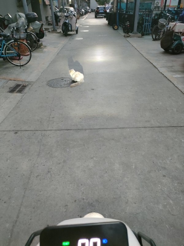 大石墩子，不干别的，纯挡道大石墩子，不干别的，纯挡道