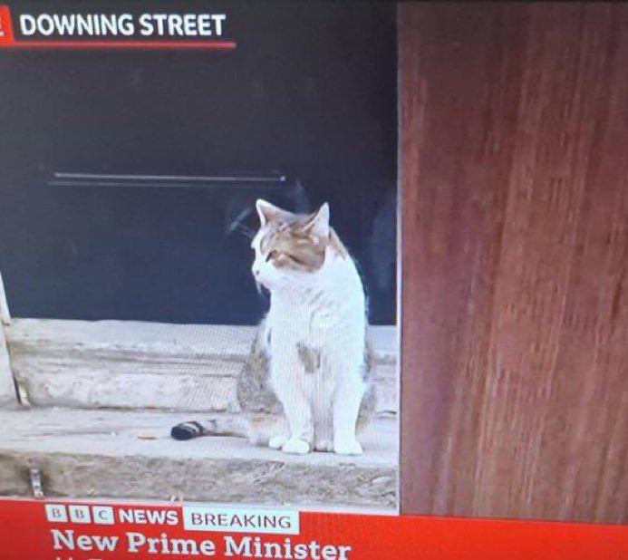 首相只需要考虑换届就可以了，而猫猫需要考虑的可就多了from 睡不醒的狐瓜西