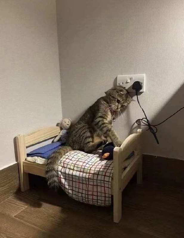from 猫猫窝🐈🐈‍⬛️