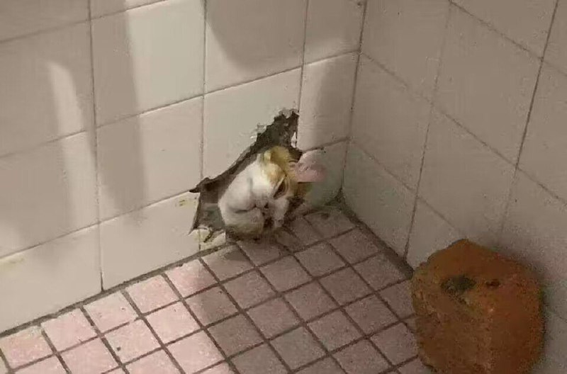 via 芝士猫via 芝士猫