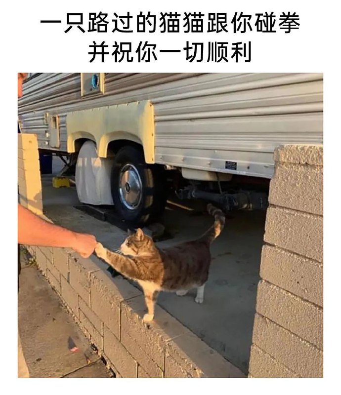 from 猫猫窝🐈🐈‍⬛️