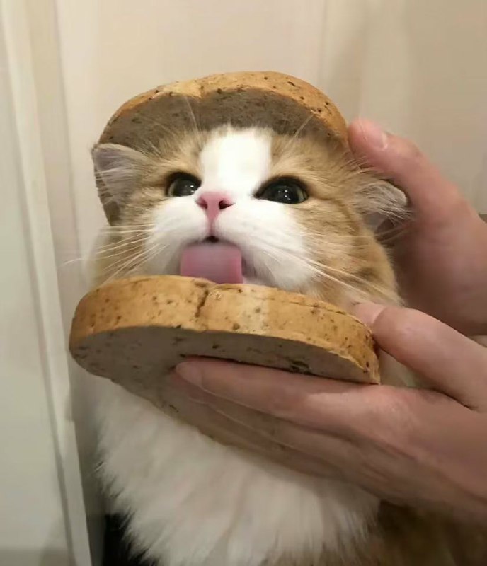 三明治！🥪🥪🥪