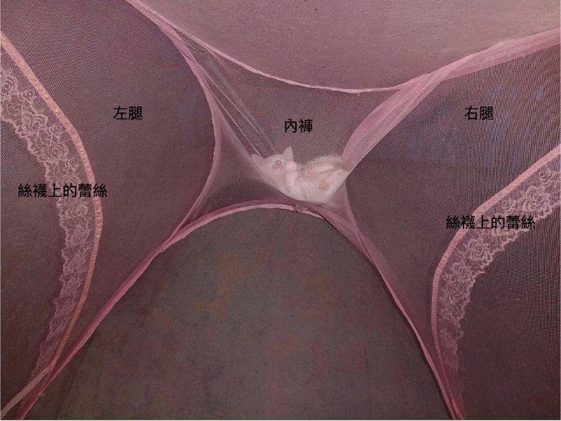 好白的PUSSY~#SFW #歡樂梗圖區from UMD(兔鼠)的謎島觀察日記（NSFW）好白的PUSSY~#SFW #歡樂梗圖區from UMD(兔鼠)的謎島觀察日記（NSFW）