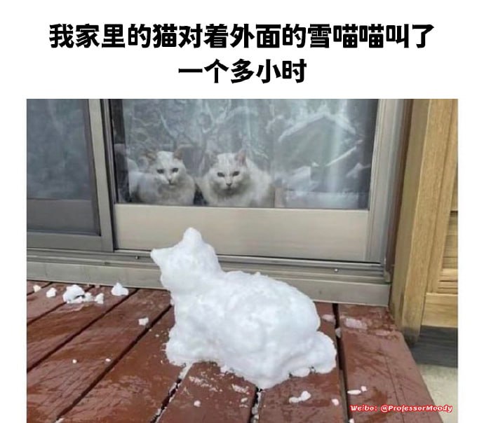 外面那只猫真是高冷，不知道在装什么