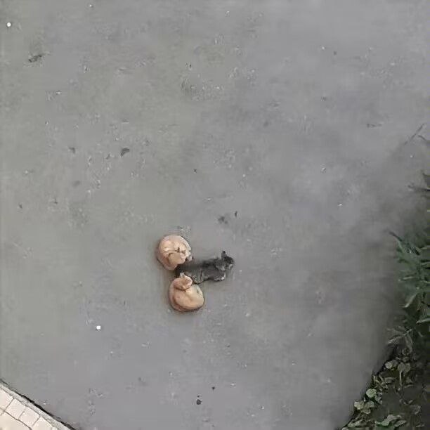 哈基巴