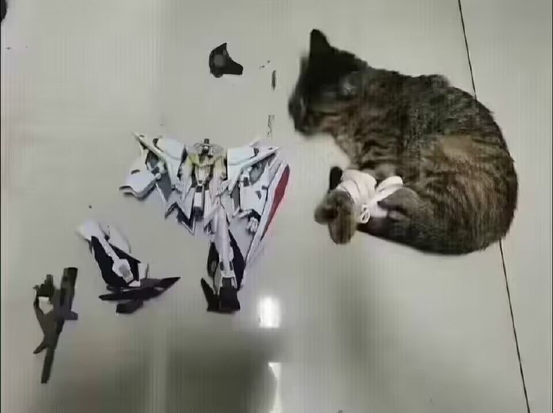 猫猫叫你不要沉迷这些，去找个女朋友，猫好from 艾米 莉亚