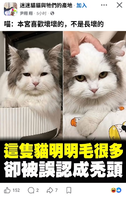 from 猫界王朝 TheCatdomDynastyfrom 猫界王朝 TheCatdomDynasty