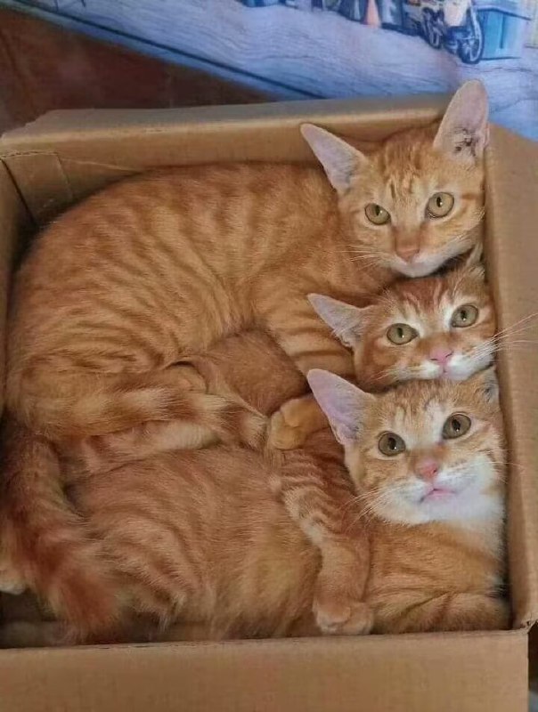 一箱橘子from 猫猫窝🐈🐈‍⬛一箱橘子from 猫猫窝🐈🐈‍⬛
