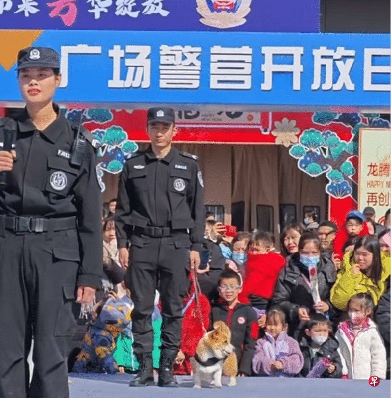 中国首只柯基警犬亮相 腿短可搜索车底与狭窄空间via Hua Hua中国首只柯基警犬亮相 腿短可搜索车底与狭窄空间via Hua Hua