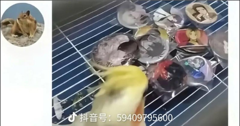 鸟