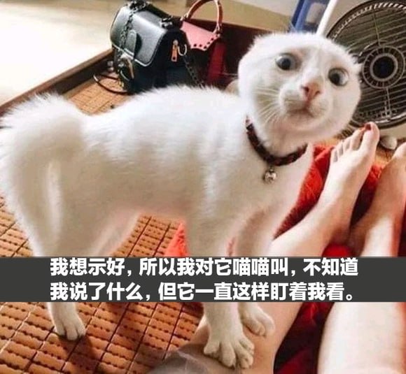 猫猫meme整合from 猫猫窝🐈🐈‍⬛️猫猫meme整合from 猫猫窝🐈🐈‍⬛️