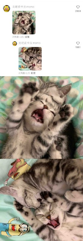 #猫猫头 大战 一触即发！👊#猫猫头 大战 一触即发！👊