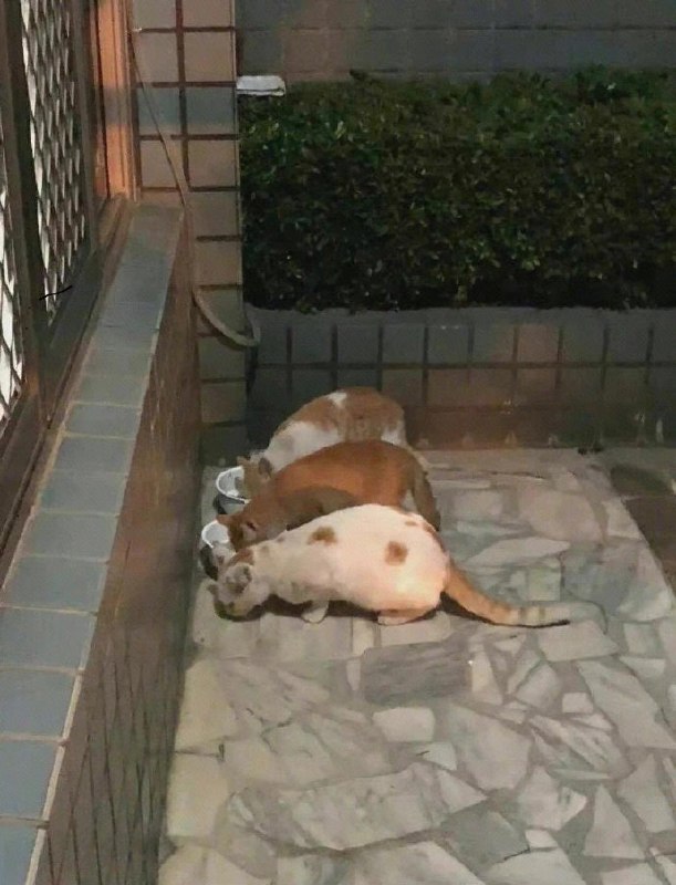 《为了避免尴尬而试图假装合群》白猫
