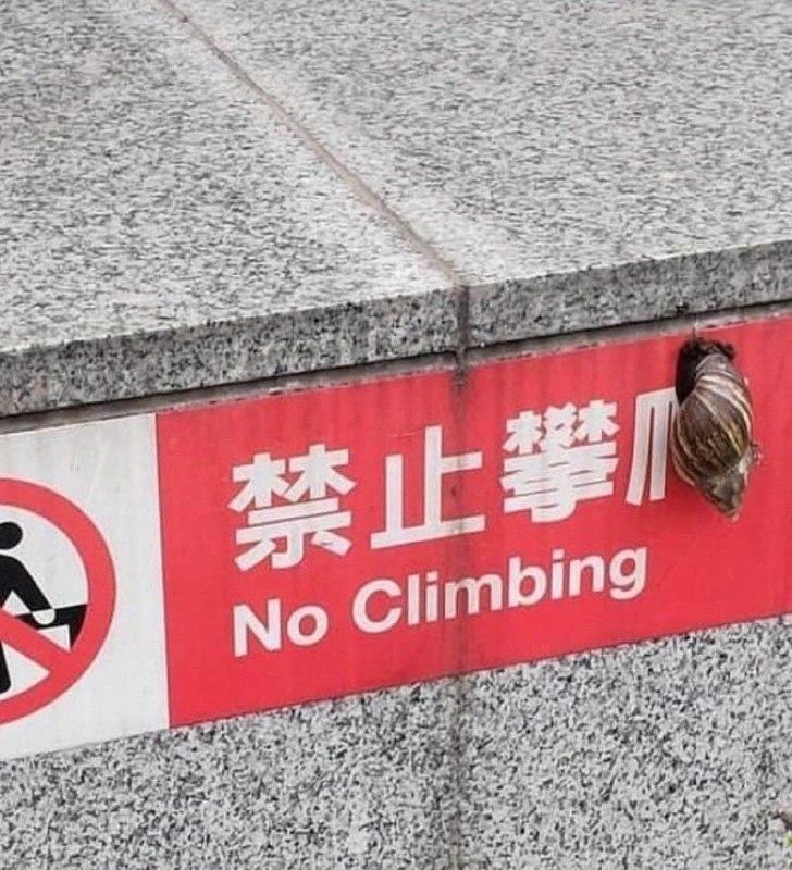 via Lila Lamfrom 心惊报 🚁