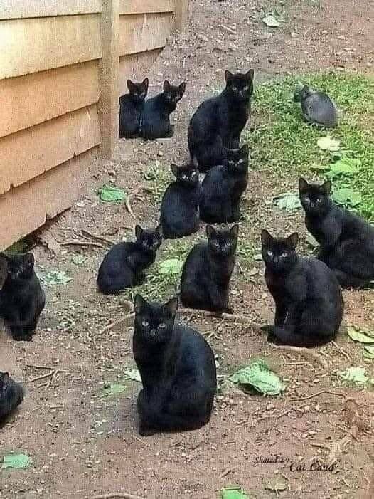 猫咪复制术from Gawr Guraᅠ⁧~喵⁧