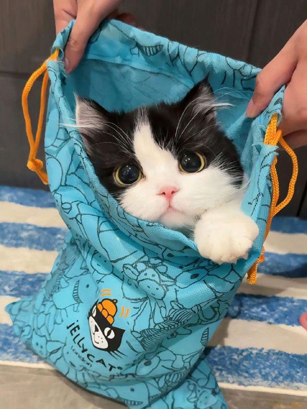 猫猫！猫猫！
