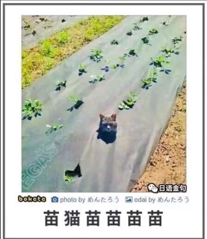 via Haiun Bccny